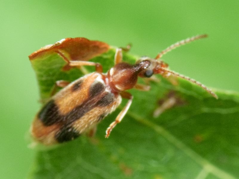 Notoxus monoceros (Linnaeus, 1760)